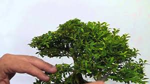 نگهداری از بونسای شمشاد ژاپنی